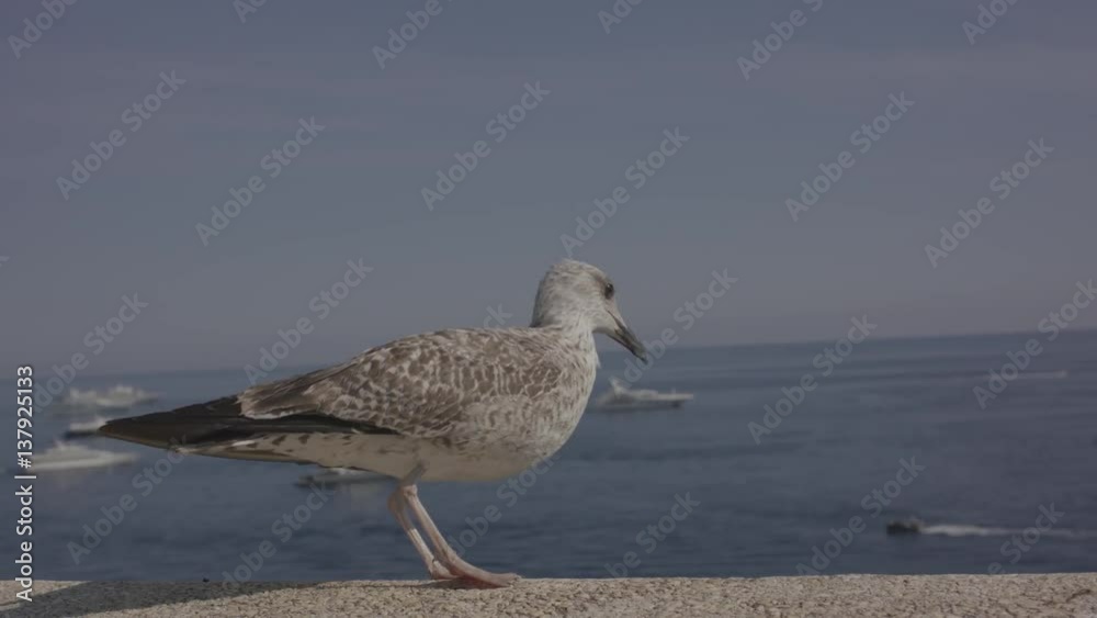 Seagull Flies At Harbor 4K Seagull Flies At Harbor 4K