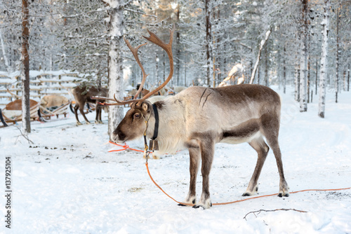 Reindeer in winter, Lapland, Finland