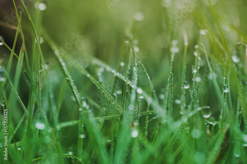 green grass with water drops texture for background
