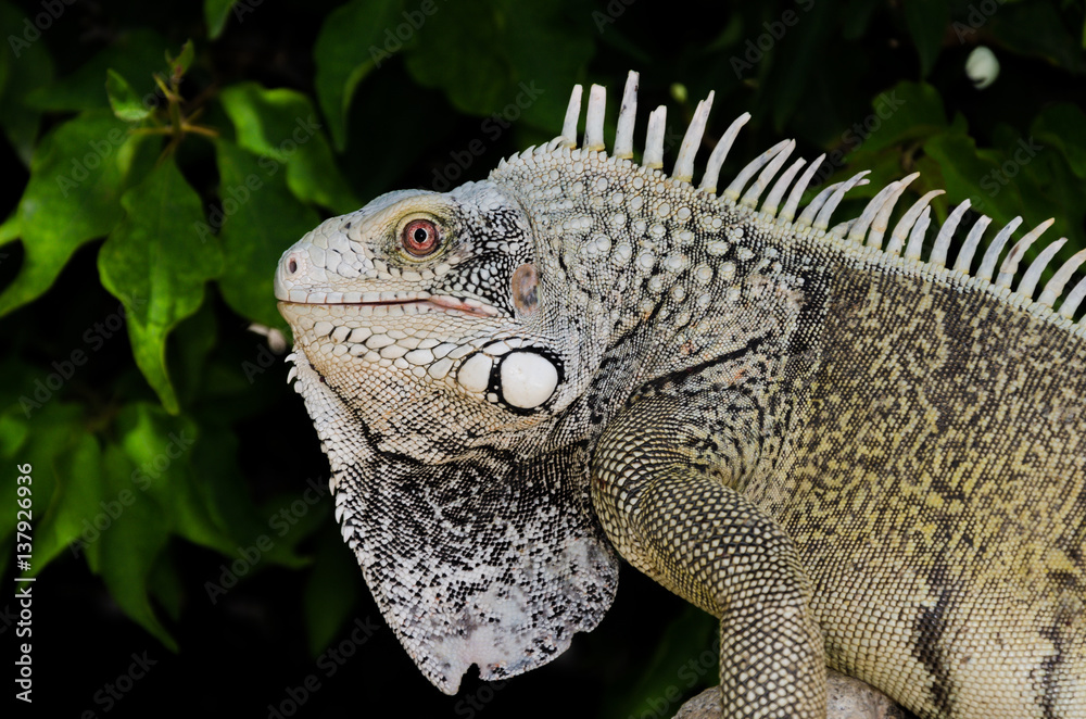 Obraz premium Leguan im Portrait