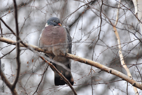 Common Wood Pigeon, Wood pigeon on branch in the park in wintertime photo