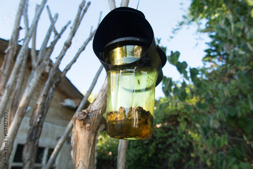 trap in the garden to catch Asian hornets photo