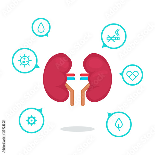 kidneys vector illustration