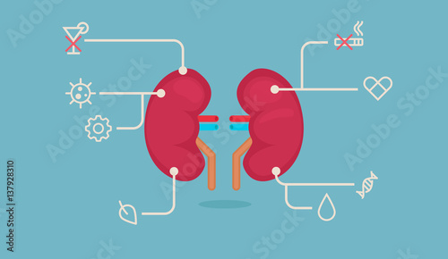 kidneys vector illustration