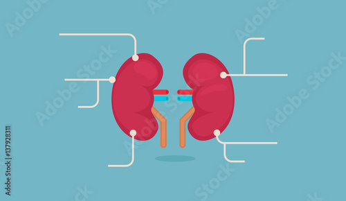 kidneys vector illustration