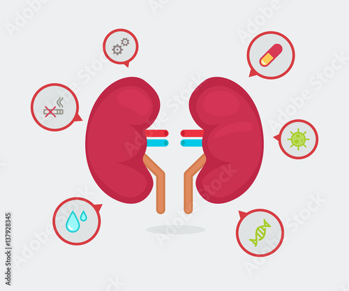 kidneys vector illustration