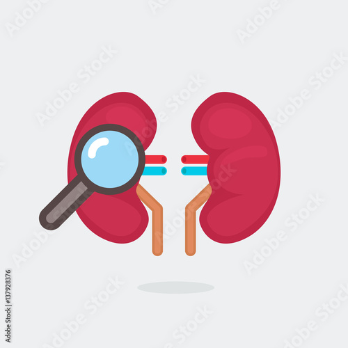 kidneys vector illustration