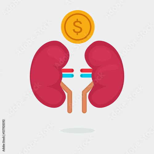 kidneys vector illustration