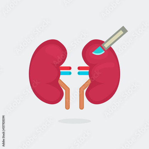 kidneys vector illustration