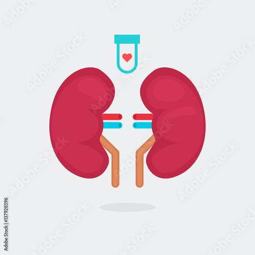 kidneys vector illustration