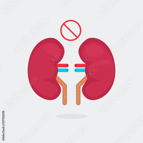 kidneys vector illustration