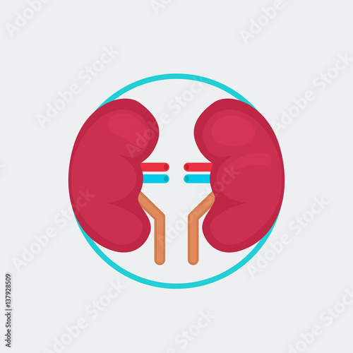 kidneys vector illustration