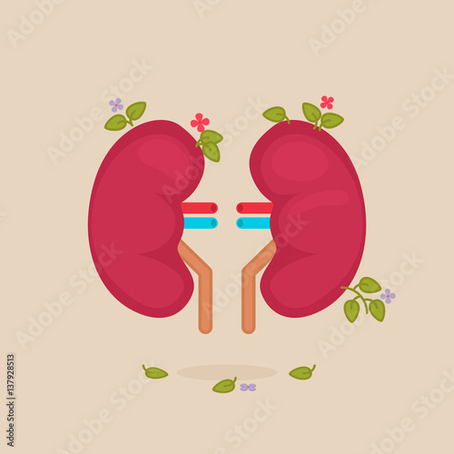kidneys vector illustration