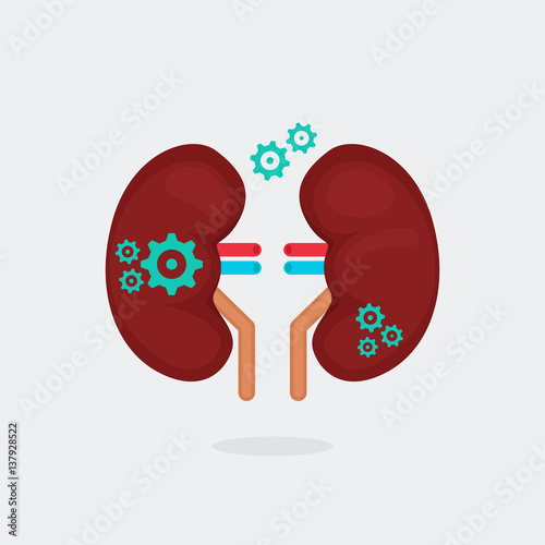 kidneys vector illustration