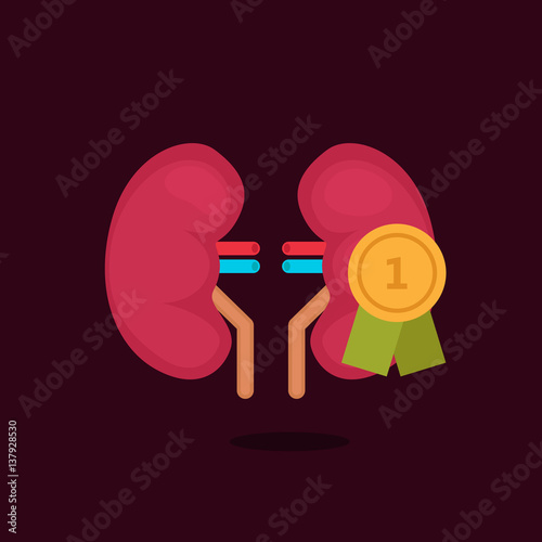 kidneys vector illustration