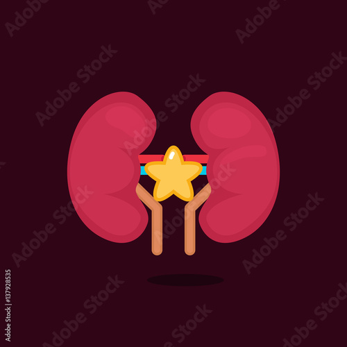 kidneys vector illustration