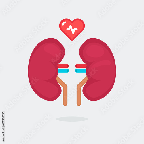 kidneys vector illustration