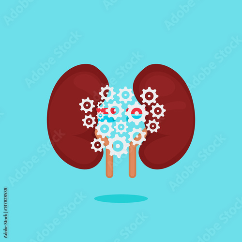 kidneys vector illustration