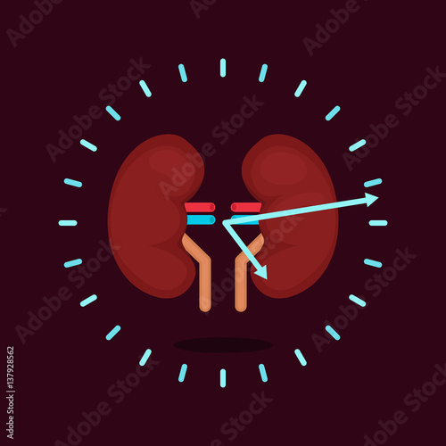 kidneys vector illustration