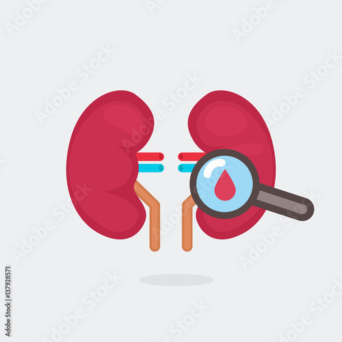 kidneys vector illustration