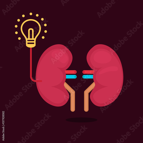 kidneys vector illustration