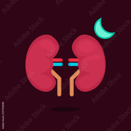 kidneys vector illustration