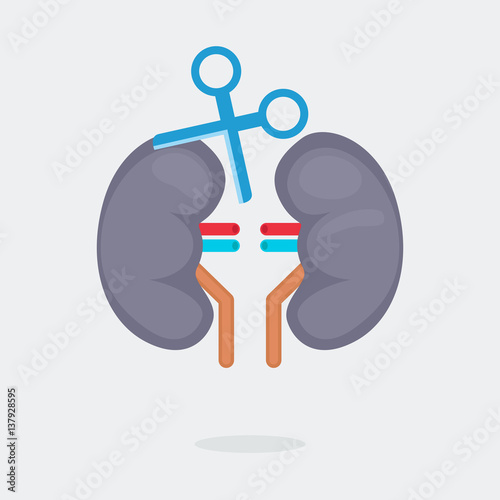 kidneys vector illustration