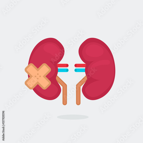 kidneys vector illustration