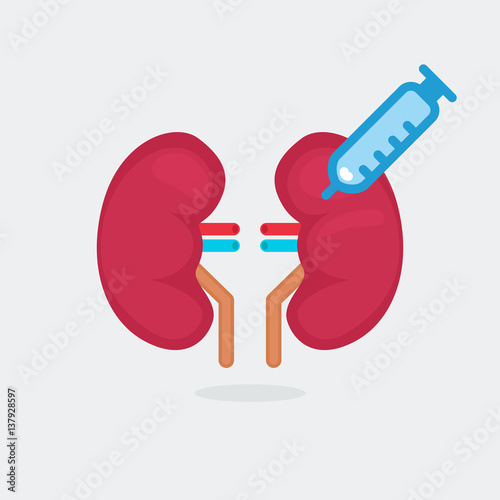 kidneys vector illustration