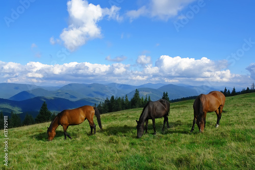  Beautiful horses in the mountains © mikhailgrytsiv