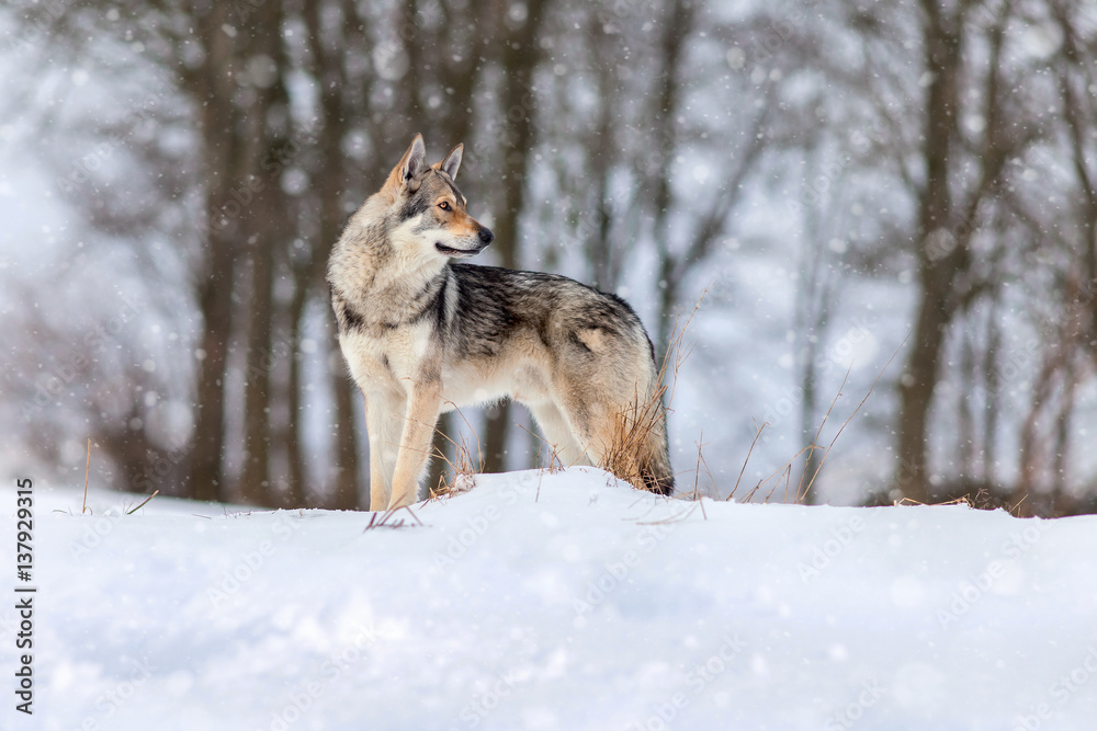 Obraz premium Saarloos Wolfdog on the snow