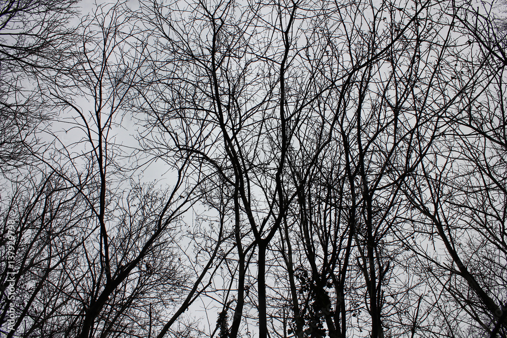 Naked branches of a tree against blue sky close up