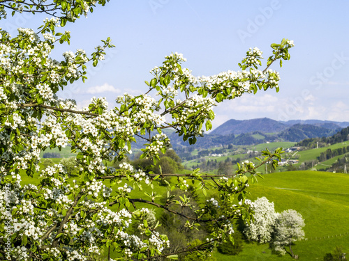 Pear tree in blossom in the background farm on a hill, Austria, © visualpower