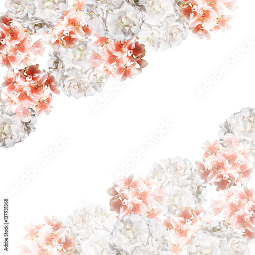 Beautiful floral background of orange and white pelargonium  © Ann-Mary