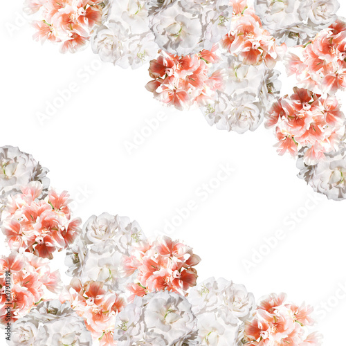 Beautiful floral background of orange and white pelargonium  © Ann-Mary
