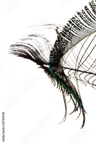 Beautiful peacock feather and Shadow isolated on a white background.