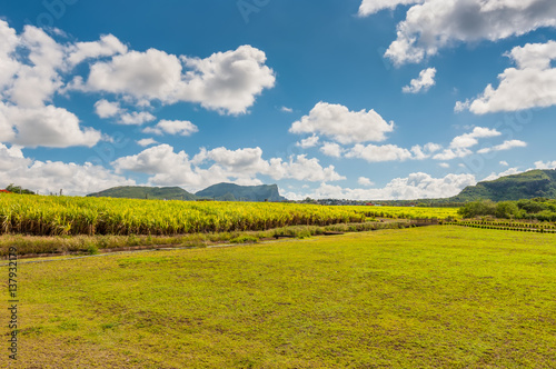  Sugar cane plantation in Mauritius