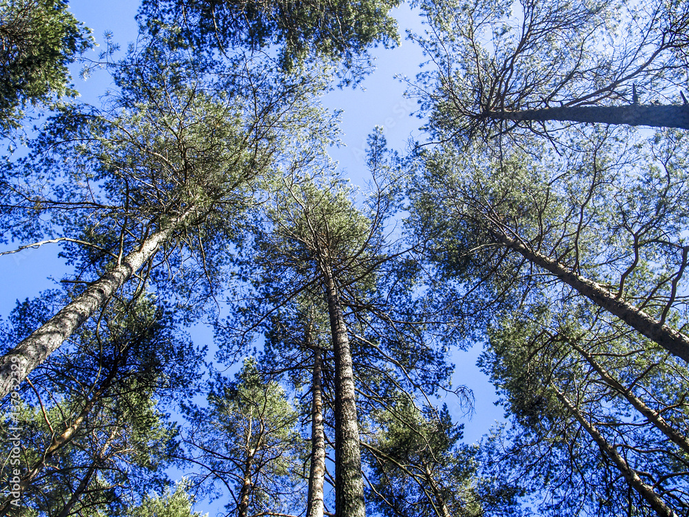 Obraz premium Forest