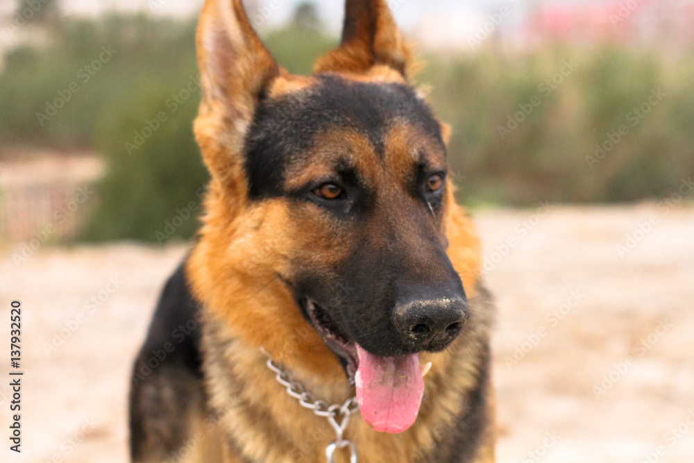 German sheperd face German sheperd face