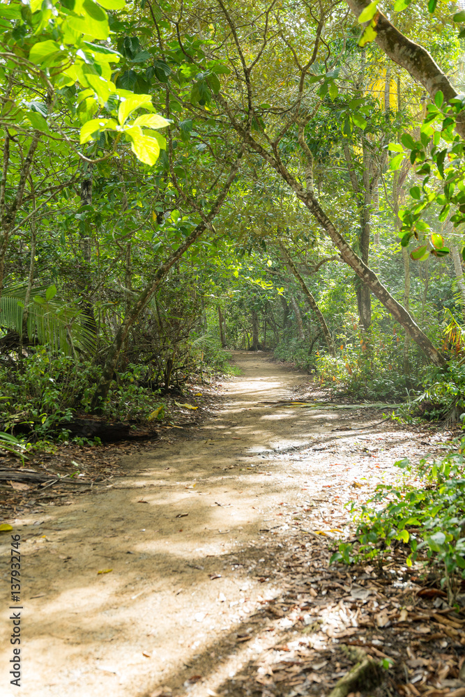 Fototapeta premium Dirt road in tropical forest
