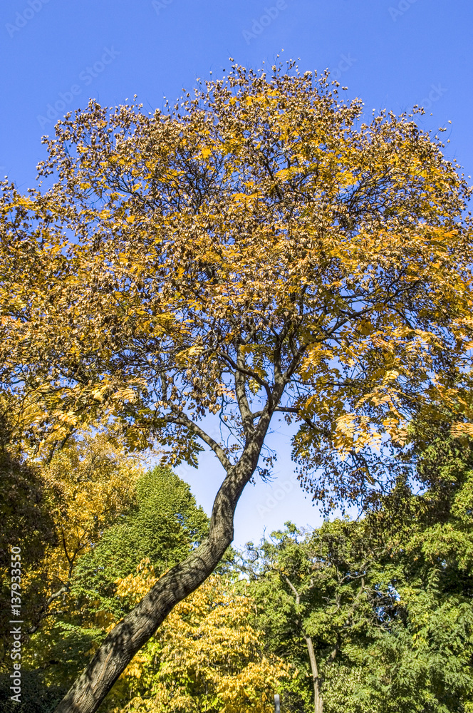 Tree, Austria, Vienna, 1. district, city hall