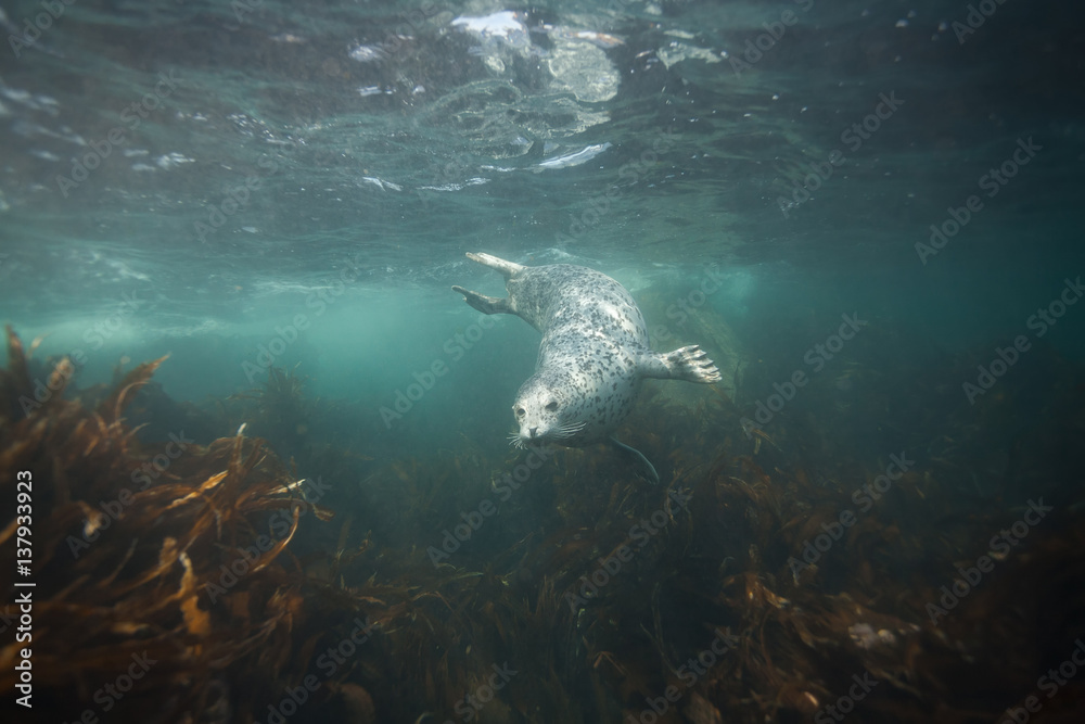 Fototapeta premium Phoca largha (Larga Seal, Spotted Seal) underwater pictures