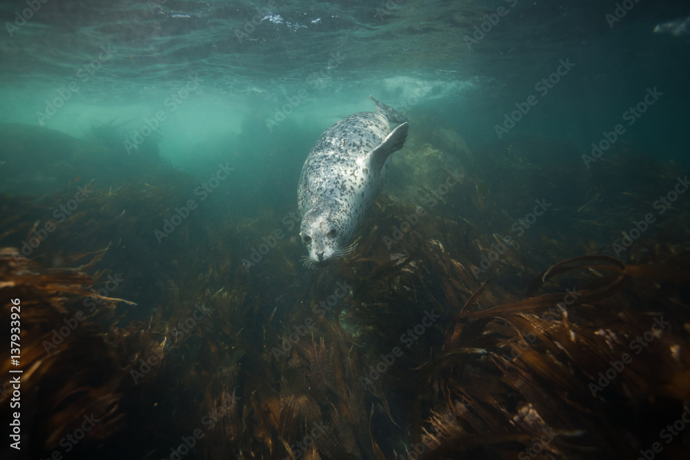 Fototapeta premium Podwodne zdjęcia Phoca largha (Larga Seal, Spotted Seal)