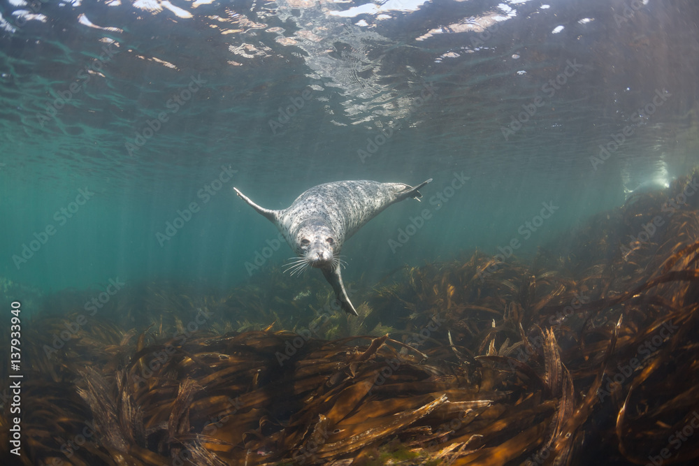 Naklejka premium Podwodne zdjęcia Phoca largha (Larga Seal, Spotted Seal)