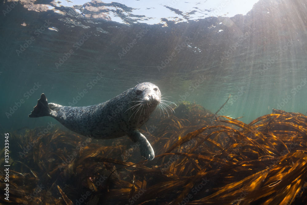 Fototapeta premium Phoca largha (Larga Seal, Spotted Seal) underwater pictures