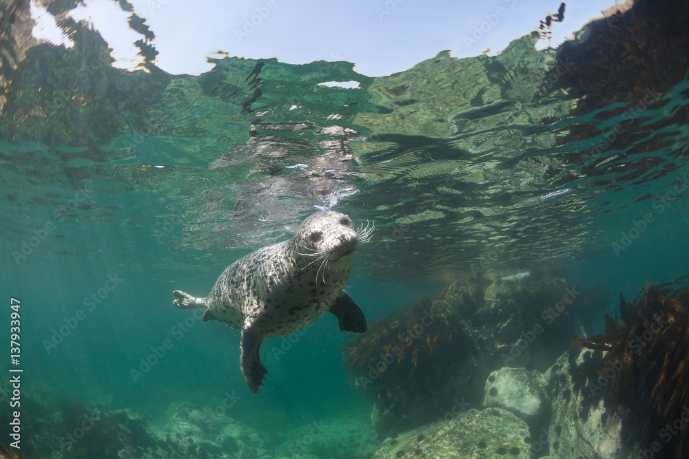 Naklejka premium Phoca largha (Larga Seal, Spotted Seal) underwater pictures