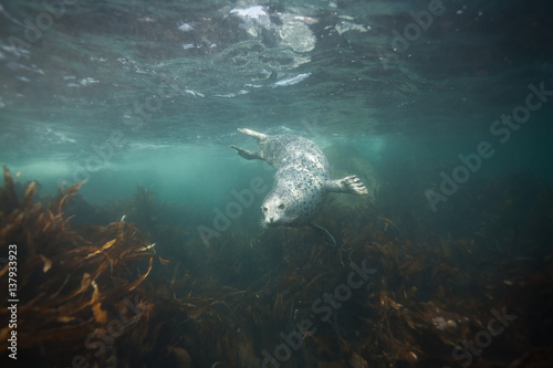 Phoca largha (Larga Seal, Spotted Seal) underwater pictures