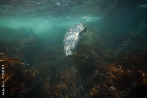 Phoca largha (Larga Seal, Spotted Seal) underwater pictures photo