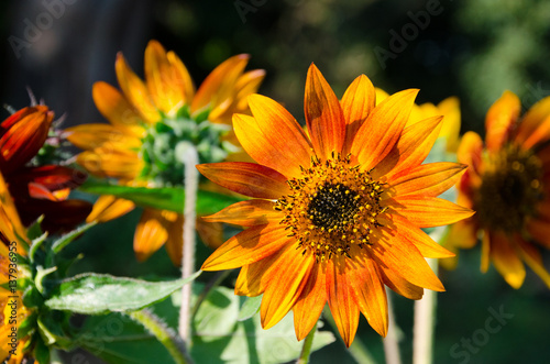 The Super On top gold Sunflower.