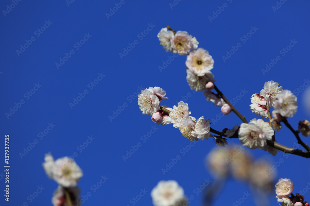 Flowering of plums in Tokyo - Japanese early spring - Flowering of plums in Tokyo - Japanese early spring -